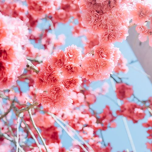 冬末初春，好日天賞花採莓｜苗栗馬那邦山 秀麗農莊｜