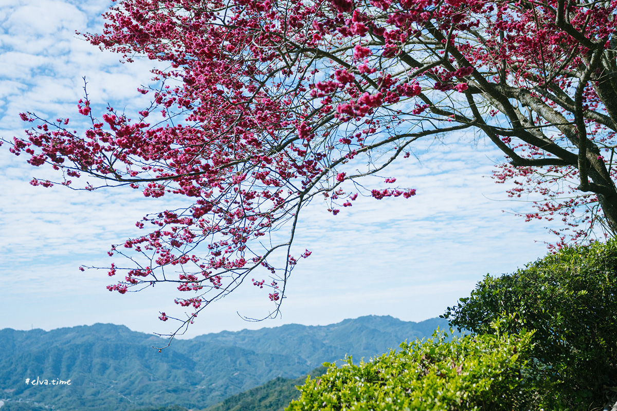 冬末初春，好日天賞花採莓｜苗栗馬那邦山 秀麗農莊｜