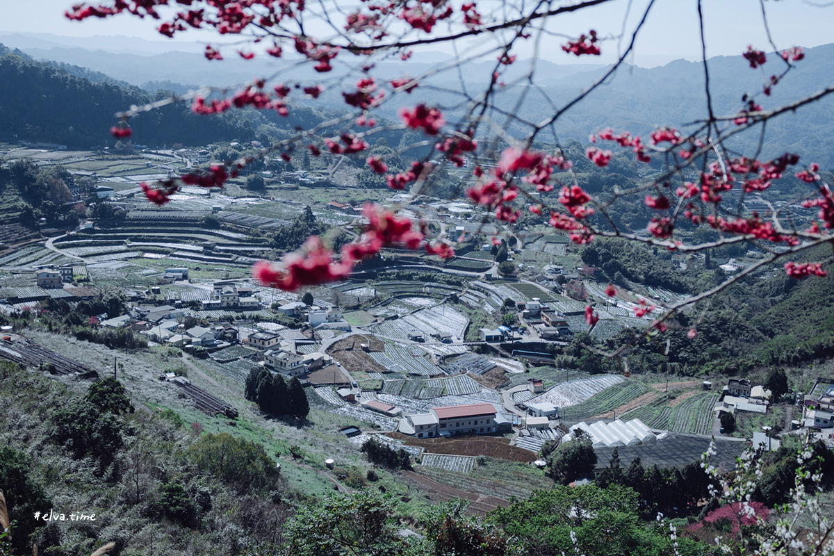 冬末初春，好日天賞花採莓｜苗栗馬那邦山 秀麗農莊｜