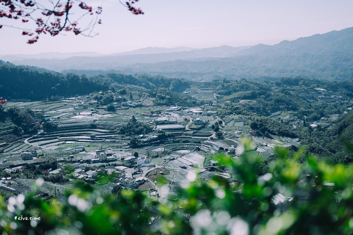 冬末初春，好日天賞花採莓｜苗栗馬那邦山 秀麗農莊｜