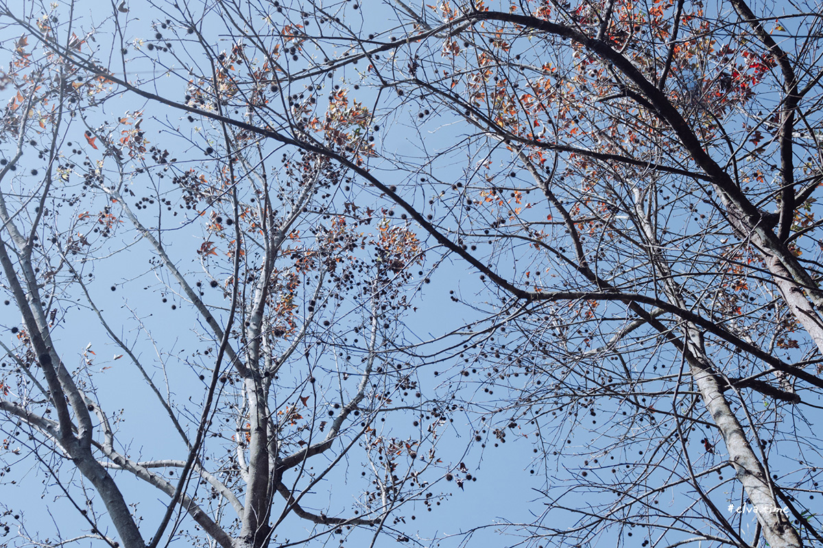 冬末初春，好日天賞花採莓｜苗栗馬那邦山 秀麗農莊｜