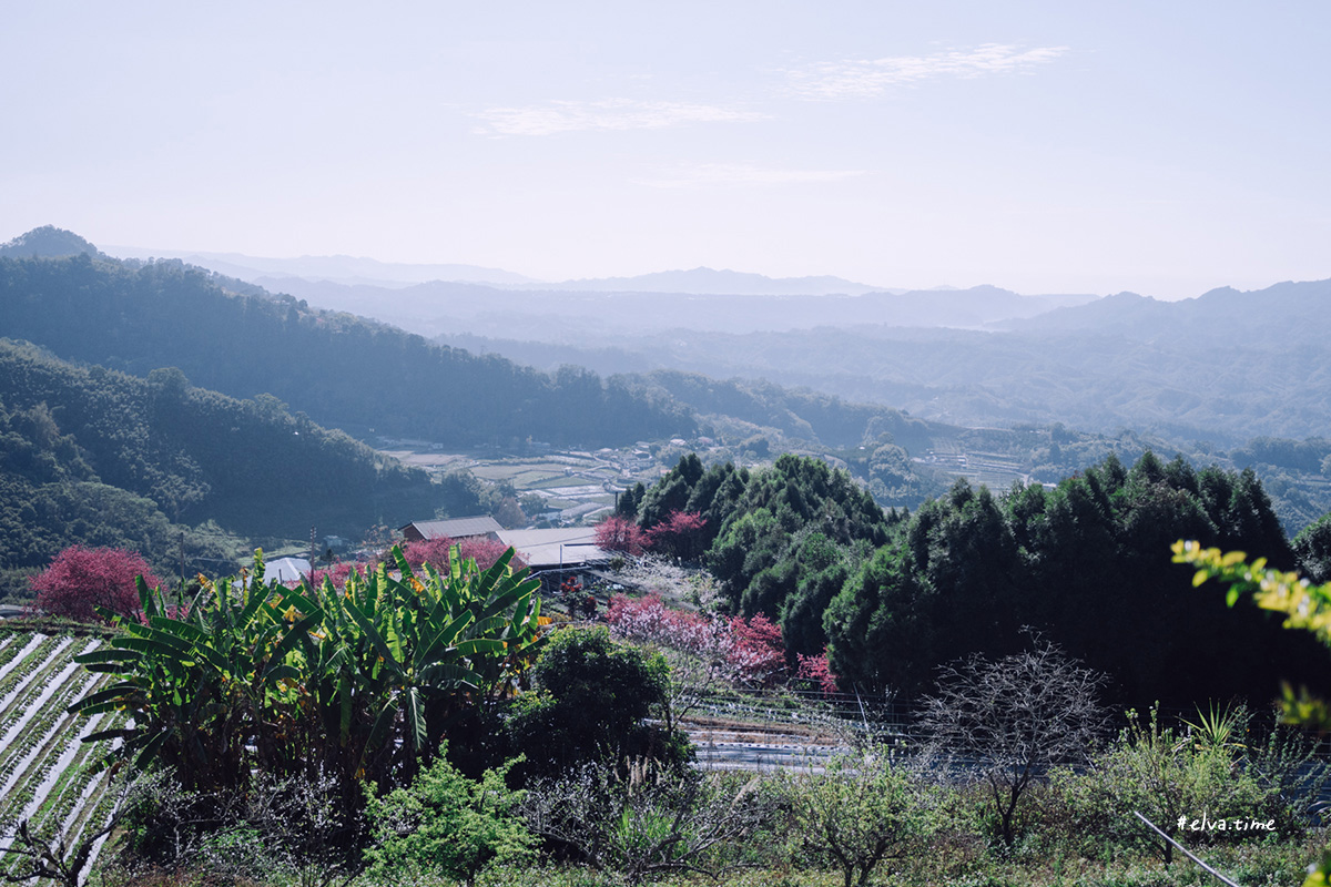 冬末初春，好日天賞花採莓｜苗栗馬那邦山 秀麗農莊｜