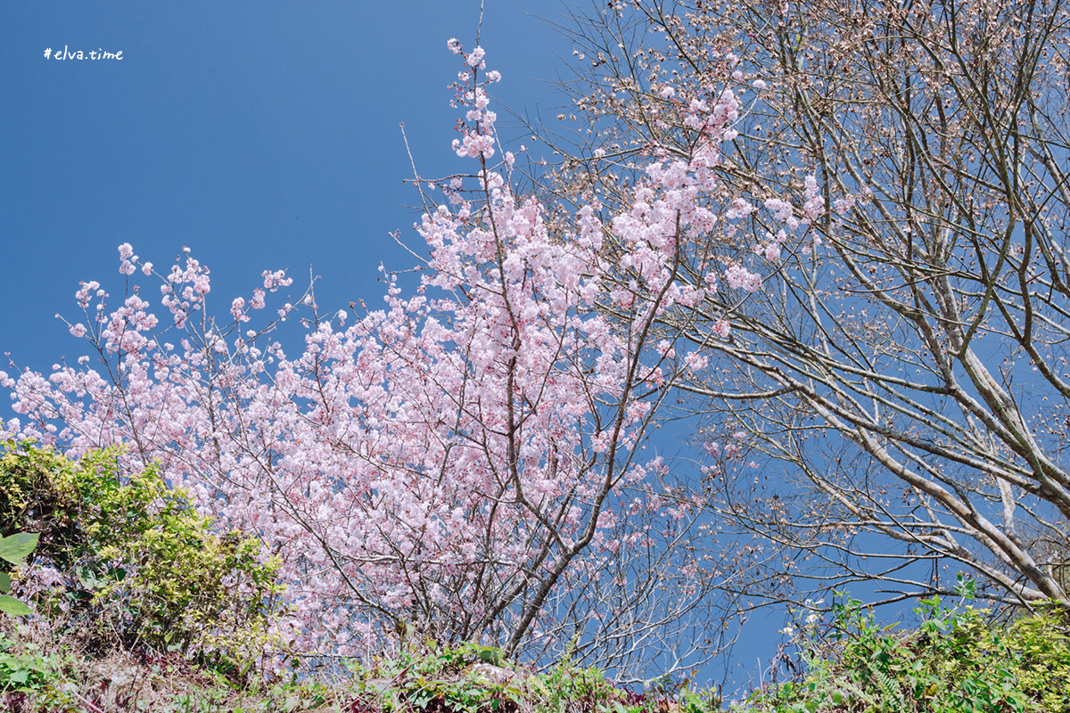 冬末初春，好日天賞花採莓｜苗栗馬那邦山 秀麗農莊｜