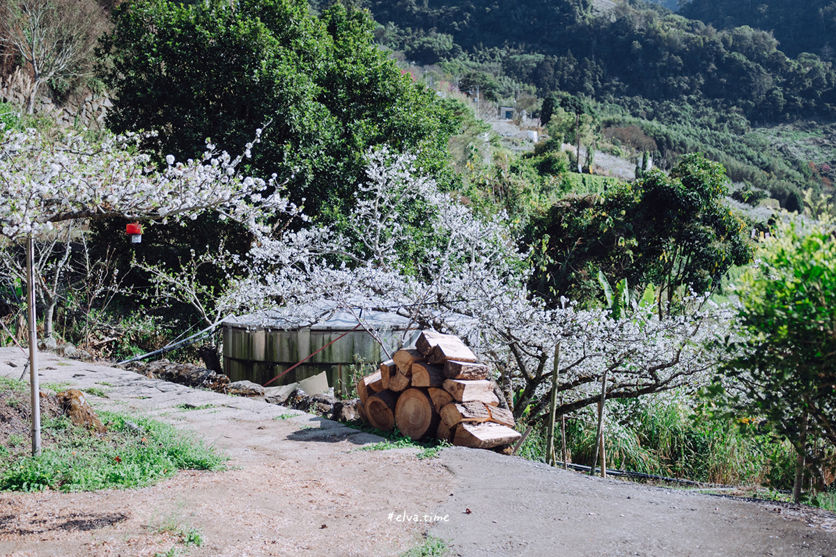 冬末初春，好日天賞花採莓｜苗栗馬那邦山 秀麗農莊｜