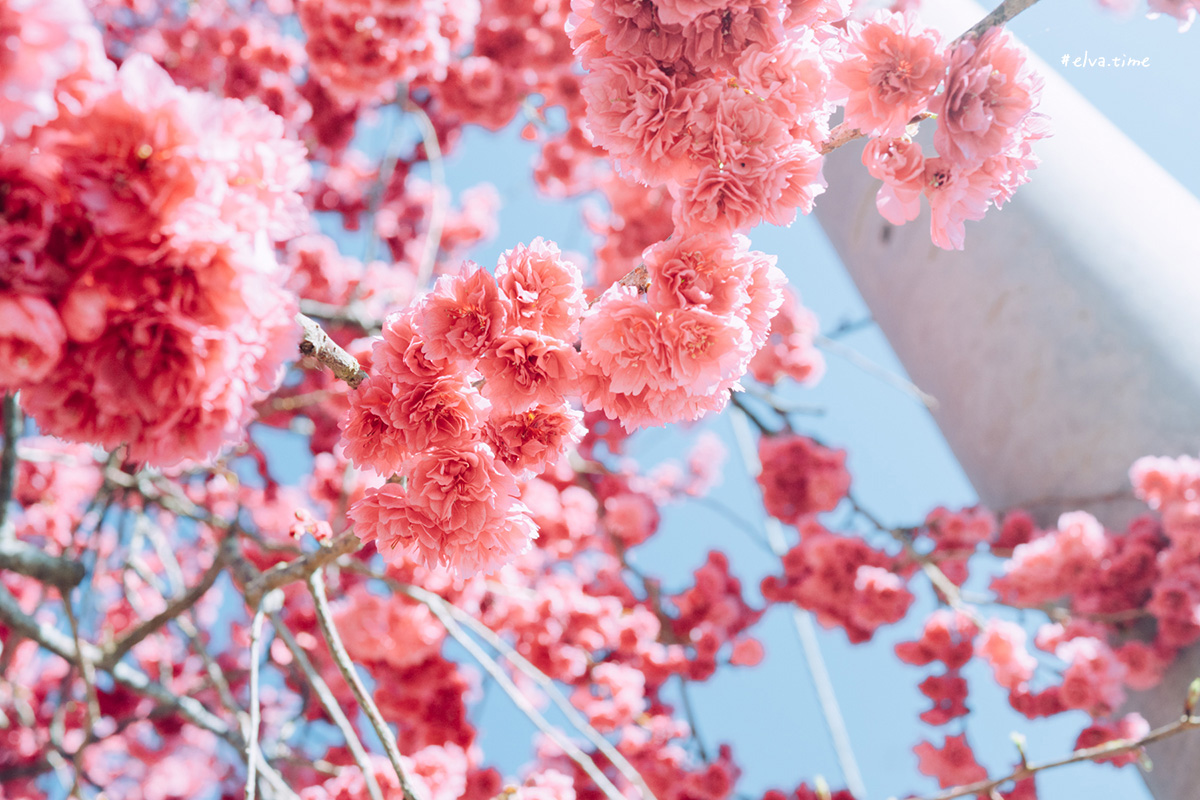 冬末初春，好日天賞花採莓｜苗栗馬那邦山 秀麗農莊｜