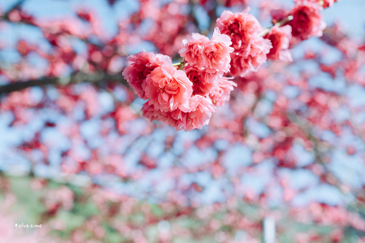 冬末初春，好日天賞花採莓｜苗栗馬那邦山 秀麗農莊｜ZFC 