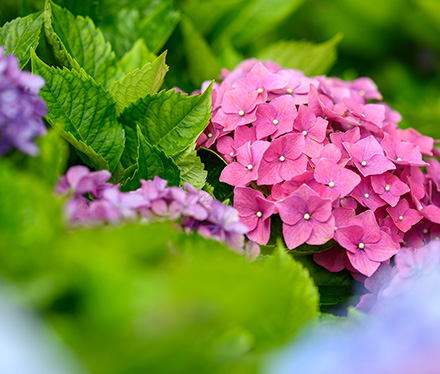 高家繡球花田